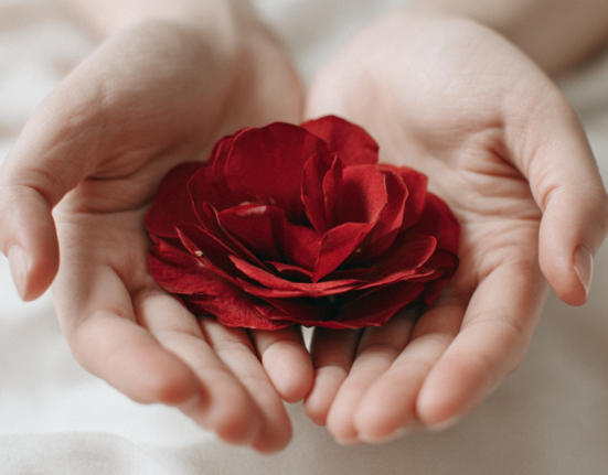 Duas mãos em concha segurando uma rosa vermelha aberta sobre um fundo branco minimalista.